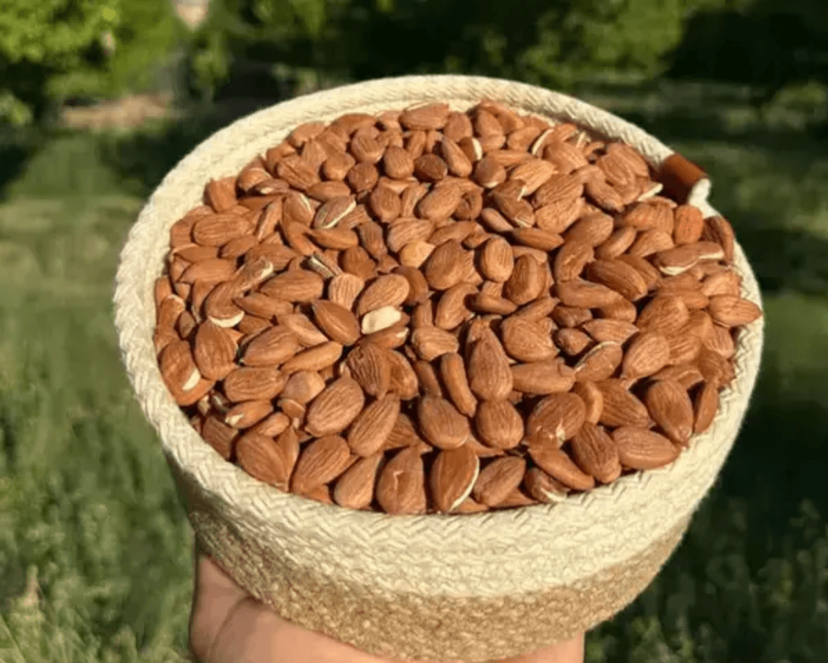 Gün Kurusu Kayısı Çekirdeği